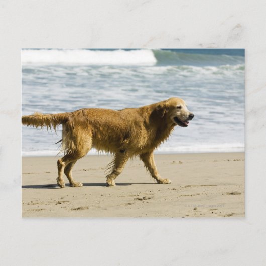 Ein nasser Hund am Strand. Postkarte (Vorderseite)