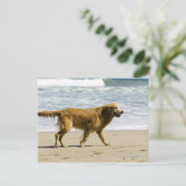 Ein nasser Hund am Strand. Postkarte (Stehend Vorderseite)
