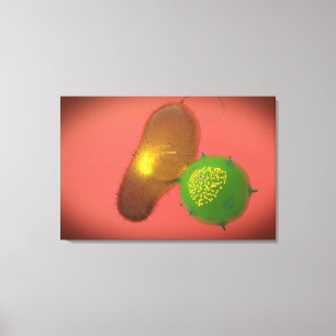 Ein natürliches Killerzellinjektionstoxin Leinwanddruck