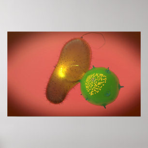 Ein natürliches Killerzellinjektionstoxin Poster