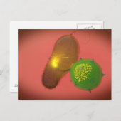 Ein natürliches Killerzellinjektionstoxin Postkarte (Vorne/Hinten)