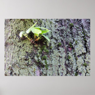 ein neuer Zweig auf dem alten Baum Poster
