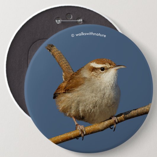 Ein neugieriger Bewick's Wren im Baum Button (Vorne & Hinten)