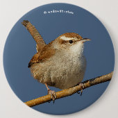 Ein neugieriger Bewick's Wren im Baum Button (Vorderseite)