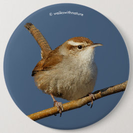 Ein neugieriger Bewick's Wren im Baum Button