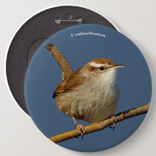 Ein neugieriger Bewick's Wren im Baum Button