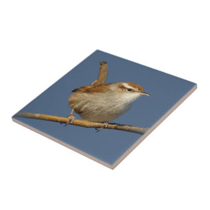 Ein neugieriger Bewick's Wren im Baum Fliese