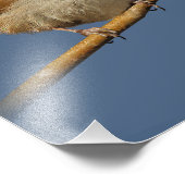 Ein neugieriger Bewick's Wren im Baum Fotodruck (Ecke)