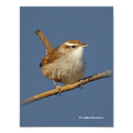 Ein neugieriger Bewick's Wren im Baum Fotodruck