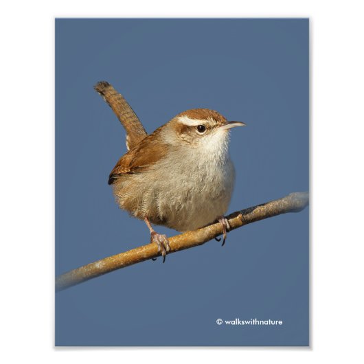 Ein neugieriger Bewick's Wren im Baum Fotodruck (Vorne)