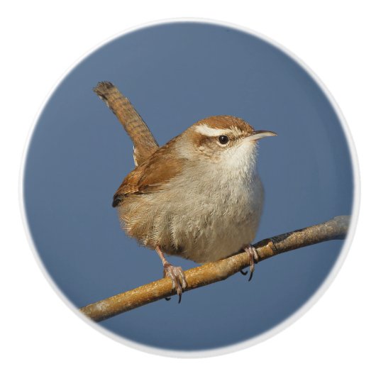Ein neugieriger Bewick's Wren im Baum Keramikknauf (Vorderseite)