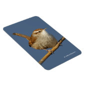 Ein neugieriger Bewick's Wren im Baum Magnet (Rechte Seite)
