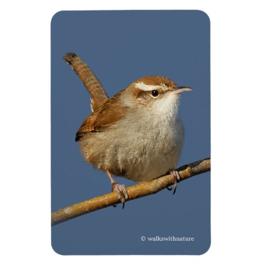 Ein neugieriger Bewick's Wren im Baum Magnet (Vertikal)