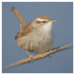 Ein neugieriger Bewick's Wren im Baum Stoff