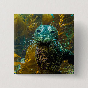 Ein neugieriger Hafen-Siegel-Kelp-Wald Santa Button