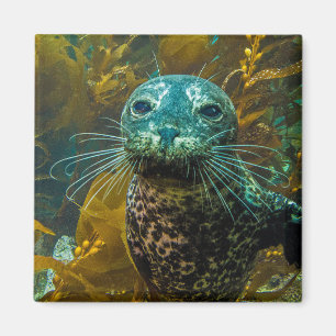 Ein neugieriger Hafen-Siegel-Kelp-Wald   Santa Magnet