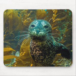 Ein neugieriger Hafen-Siegel-Kelp-Wald Santa Mousepad
