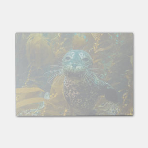 Ein neugieriger Hafen-Siegel-Kelp-Wald Santa Post-it Klebezettel