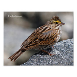 Ein neugieriger Savannah Sparrow Fotodruck