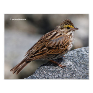 Ein neugieriger Savannah Sparrow Fotodruck