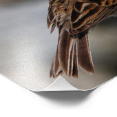 Ein neugieriger Savannah Sparrow Fotodruck (Ecke)