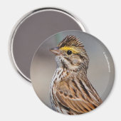 Ein neugieriger Savannah Sparrow Magnet (Vorderseite/Rückseite)