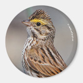 Ein neugieriger Savannah Sparrow Magnet (Vorne)