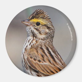 Ein neugieriger Savannah Sparrow Magnet