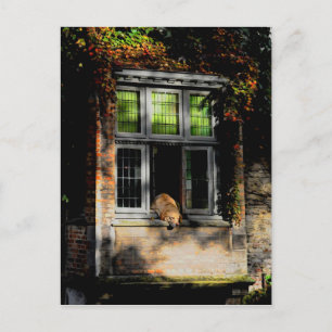 Ein Nickerchen in der Sonne Postkarte