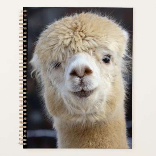 Ein niedlich flauschiges Alpaca-Gesicht Planer (Vorderseite)
