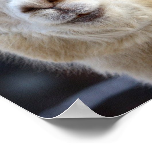 Ein niedlich flauschiges Alpaca-Gesicht Poster (Ecke)