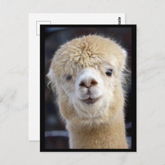 Ein niedlich flauschiges Alpaca-Gesicht Postkarte (Vorne/Hinten)
