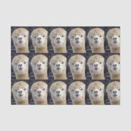 Ein niedlich flauschiges Alpaca-Gesicht Seidenpapier