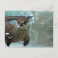 Ein niedlicher brauner Otter, der in einem klaren,