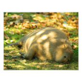 Ein Niedlicher Capybara-Traum im Sommer Fotodruck (Vorne)