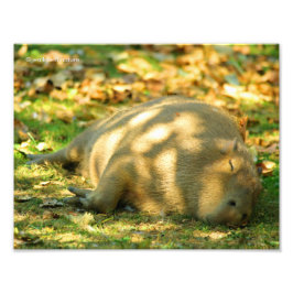 Ein Niedlicher Capybara-Traum im Sommer Fotodruck