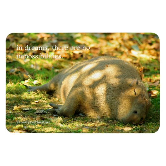 Ein Niedlicher Capybara-Traum im Sommer Magnet (Horizontal)