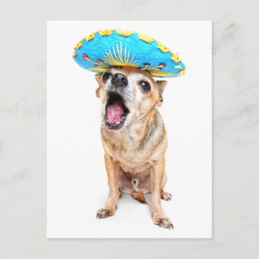 Ein Niedlicher Chihuahua in einem Halloweenkostüm Postkarte (Vorderseite)