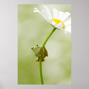 Ein Niedlicher Frosch Poster
