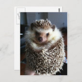 Ein niedlicher Igel Postkarte (Vorne/Hinten)
