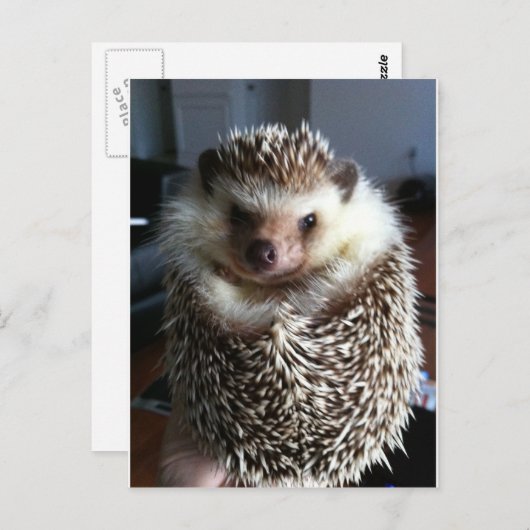 Ein niedlicher Igel Postkarte (Vorne/Hinten)