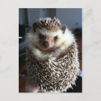 Ein niedlicher Igel