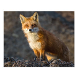 Ein Niedlicher kleiner Fuchs Fotodruck
