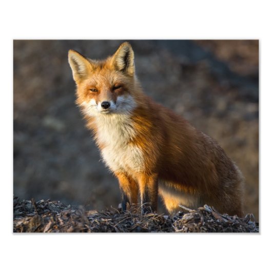 Ein Niedlicher kleiner Fuchs Fotodruck (Vorne)