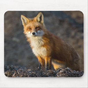 Ein Niedlicher kleiner Fuchs Mousepad
