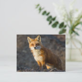 Ein Niedlicher kleiner Fuchs Postkarte (Stehend Vorderseite)