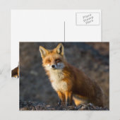 Ein Niedlicher kleiner Fuchs Postkarte (Vorne/Hinten)