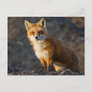 Ein Niedlicher kleiner Fuchs Postkarte