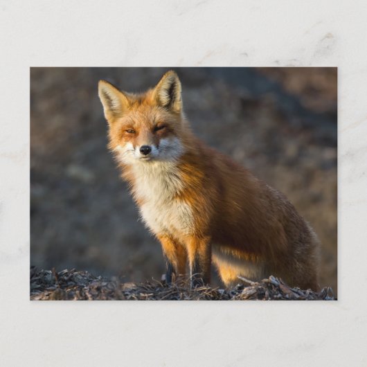 Ein Niedlicher kleiner Fuchs Postkarte (Vorderseite)