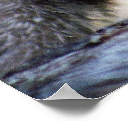 Ein Niedlicher kleiner kanadischer Lynx Kitten Poster (Ecke)